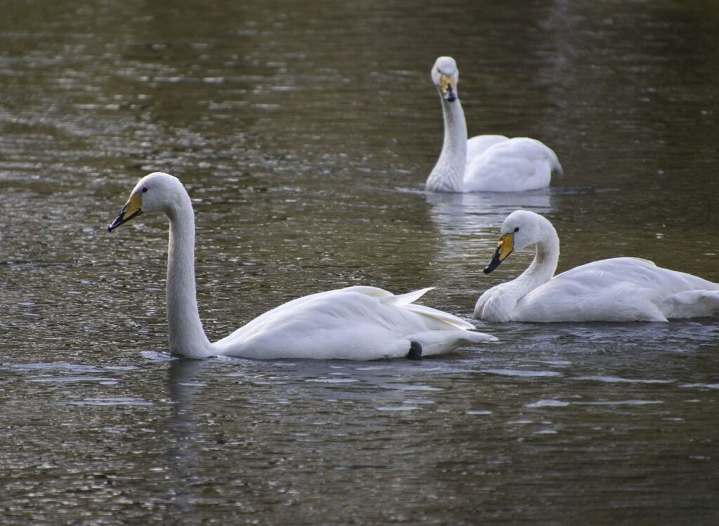 birds, swans, white swans-8642571.jpg